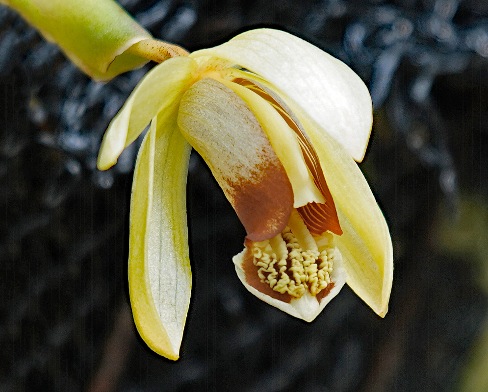 Yellow Coelogyne tomentosa flower with reddish-brown markings