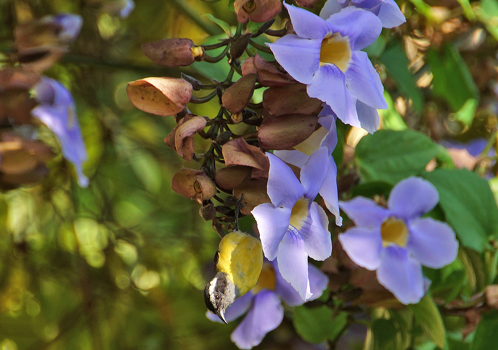 A bananaquit hanging upside-down from an inflorescence of lilac-colored Thunbergia grandiflora flowers