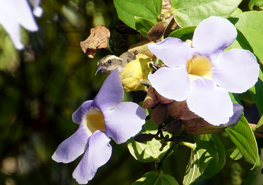 A yellow breasted Coereba flaveola pearched between two blue Thunbergia grandiflora flowers