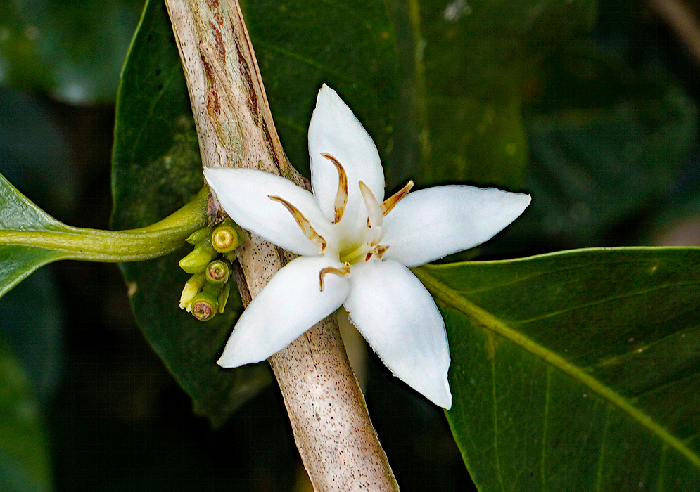 White Flower of the Coffea Arabica Plant in Bloom Close-up of a delicate white Coffea arabica flower with five petals blooming on a woody coffee plant branch