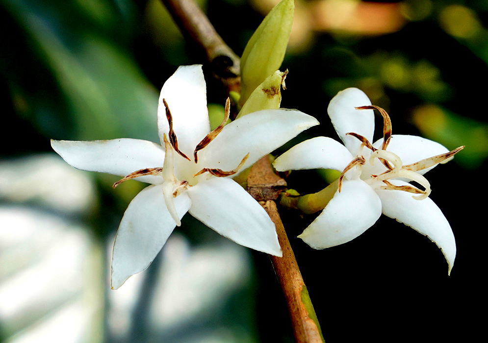 Two Coffea arabica flowers with brown stamens