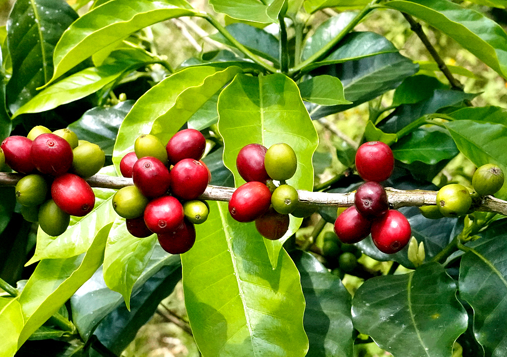 Red and Green fruit on a Coffea arabica branch