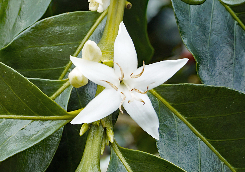 Coffea Arabica Blossom with Shiny Leaves Bright white Coffea arabica flower with six curved stamens and glossy dark green leaves in the background