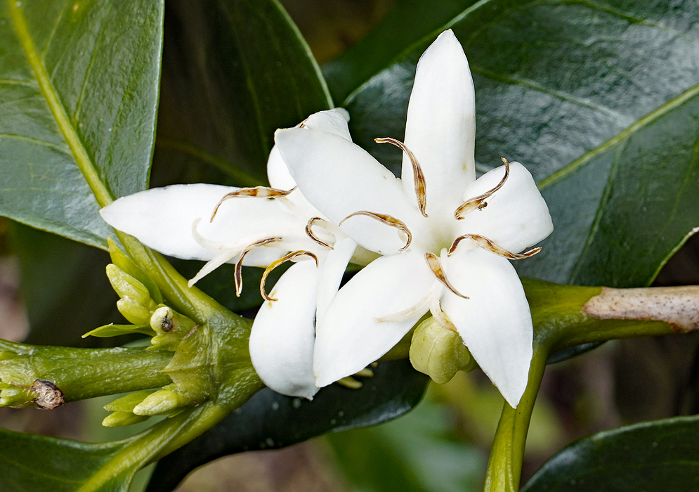 Two Coffea arabica flowers with brown stamens