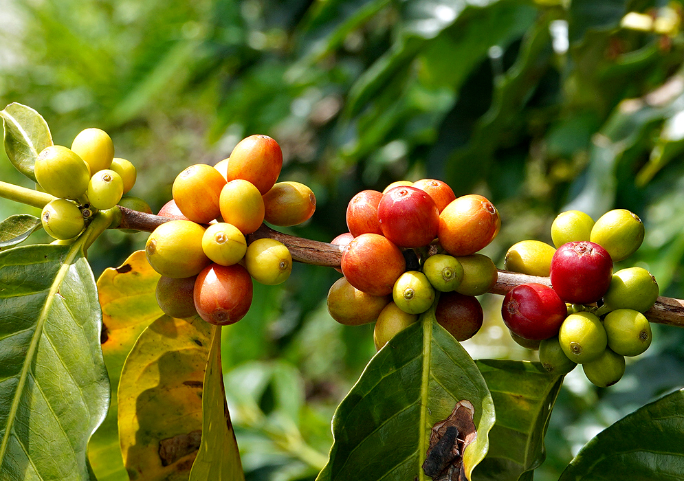 Coffea arabica branches with fruit 