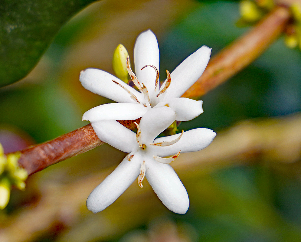 White Coffea arabica flowers