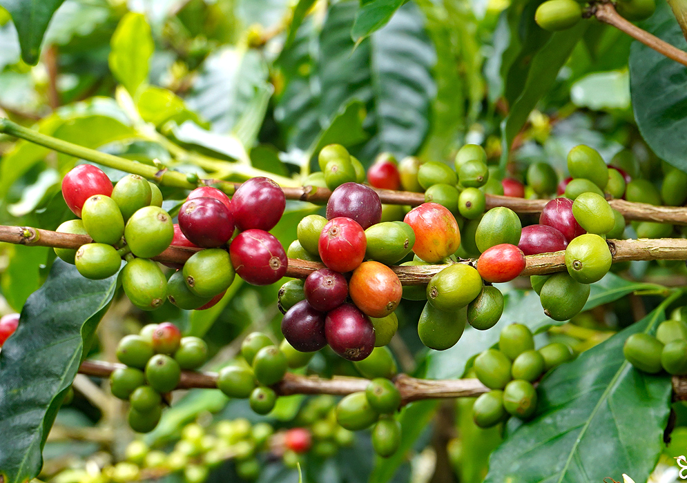 A Coffea arabica branch with white flowers and green fruit
