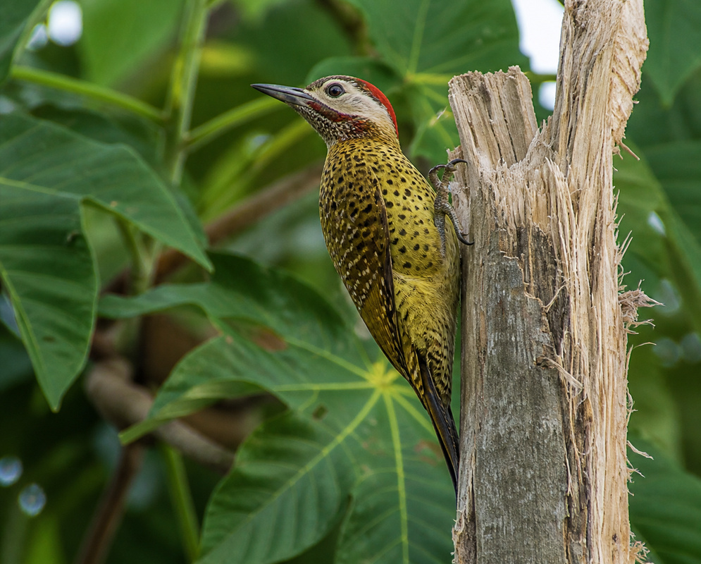 A Colaptes punctigula clinging to a tree trunk with its spotted breast and patterned wings visible