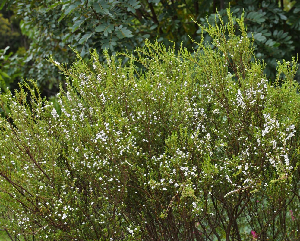 Coleonema album forms a dense upright shrub with fine green foliage and scattered small white flowers