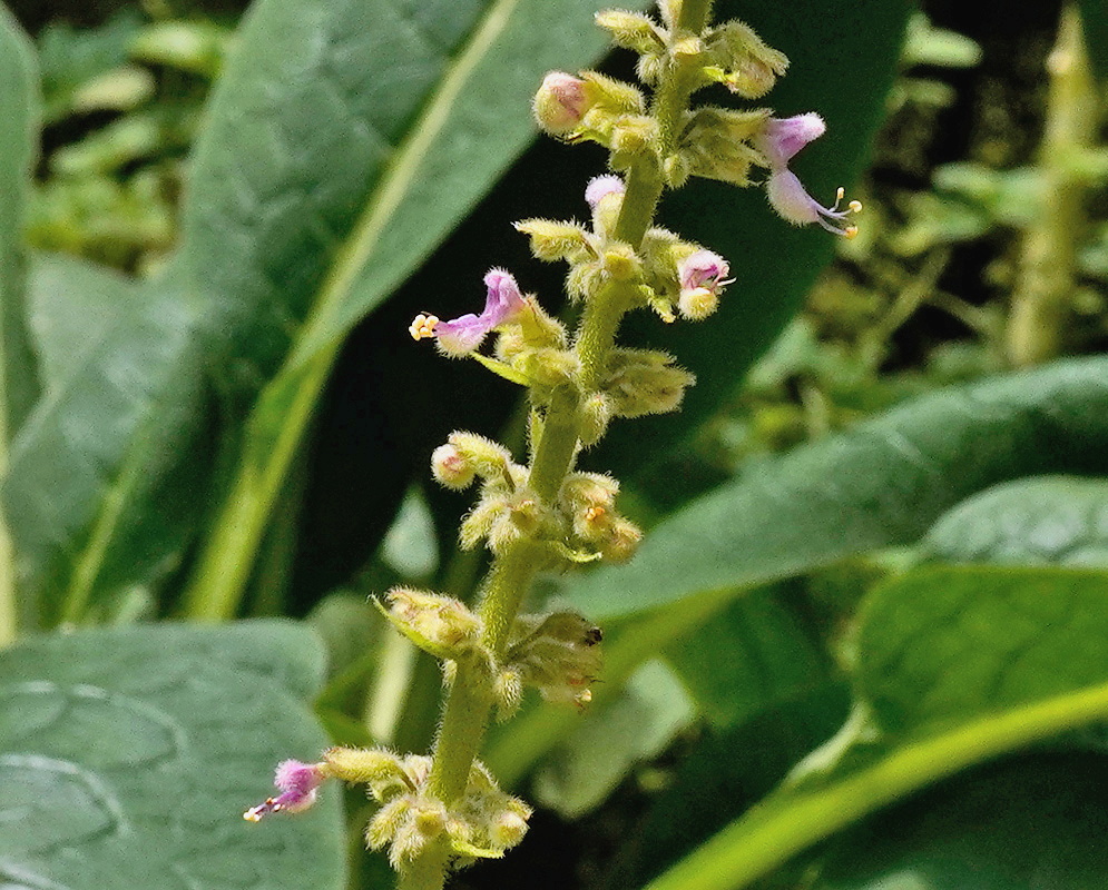 Coleus amboinicus upright hairy flower spike with small pink blossoms above broad green leaves