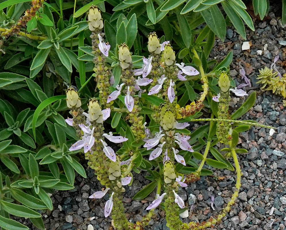 Coleus comosus plant with upright green stems bearing small pale purple tubular flowers and glossy narrow leaves