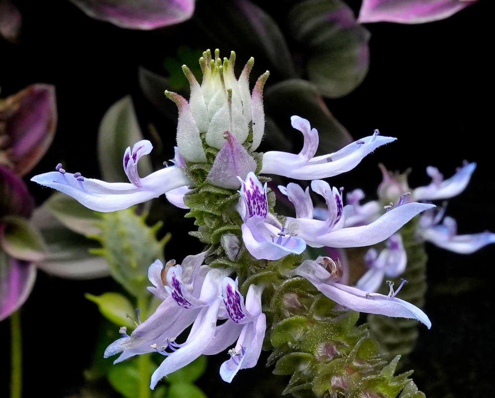 A Coleus neochilus inflorescence with purple, violet and aqua blue flowers