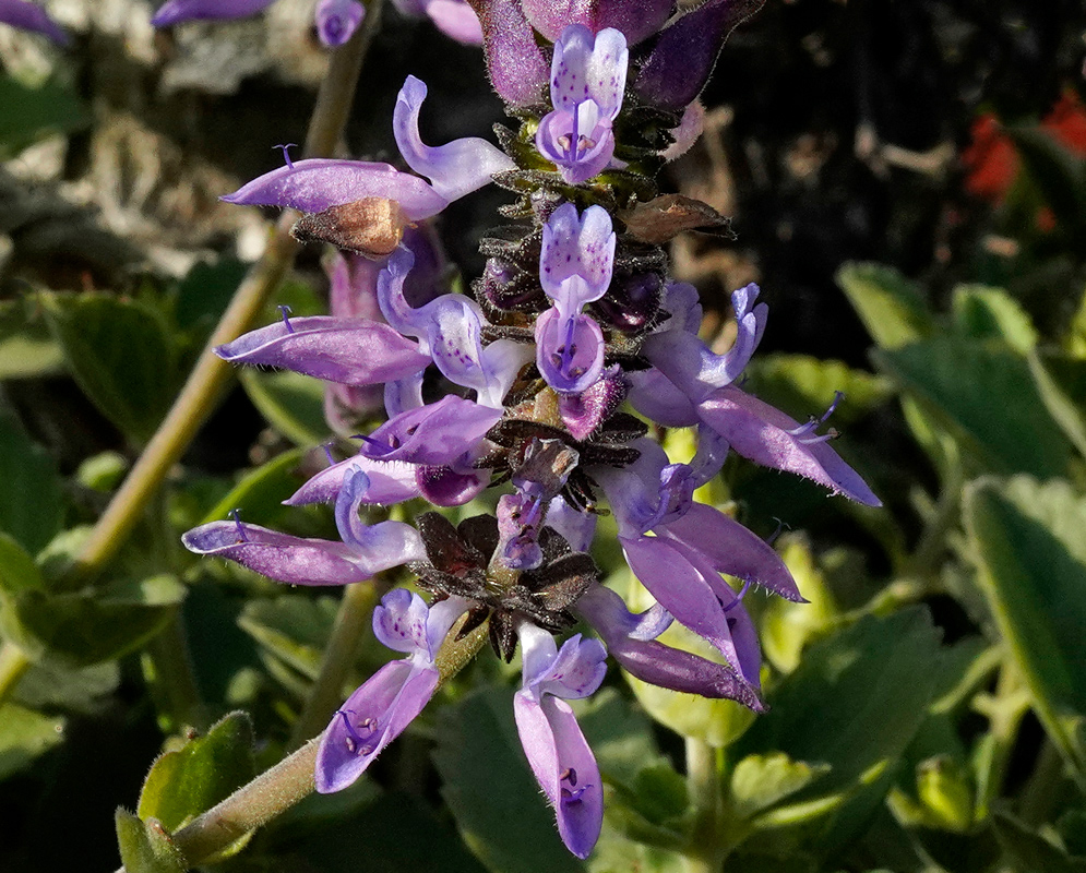 A vivid inflorescence of Coleus neochilus with purple-lavender tubular flowers, surrounded by rounded green leaves under direct sunlight