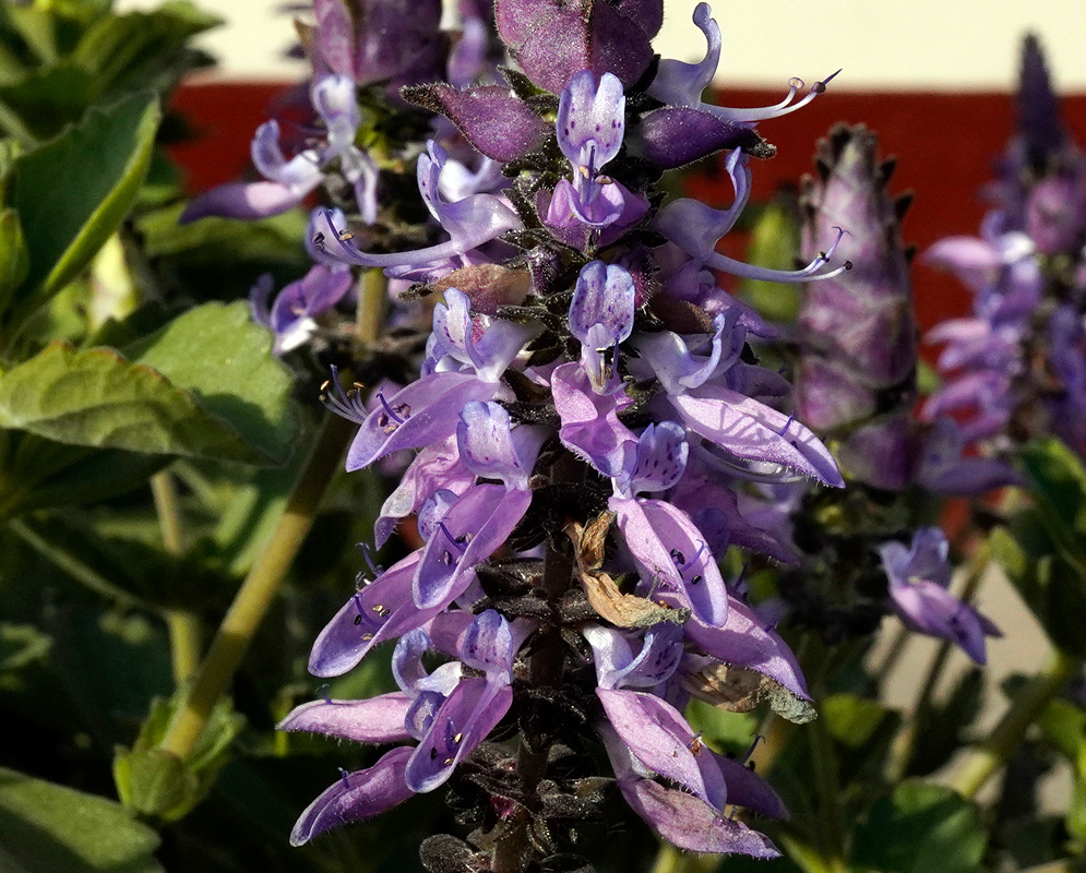 A dense flowering spike of Coleus neochilus displaying soft lavender blooms with dark purple speckles against lush green leaves