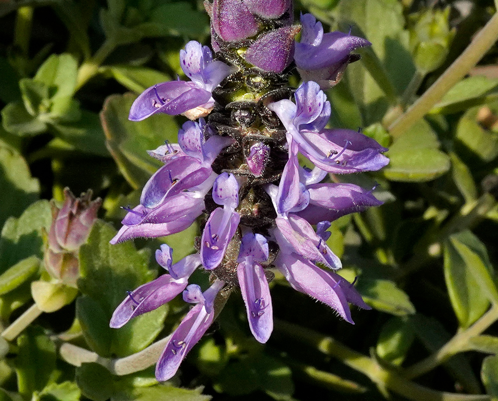 A vertical spike of tubular purple flowers of Coleus neochilus emerging from thick green foliage, each bloom marked with delicate speckles
