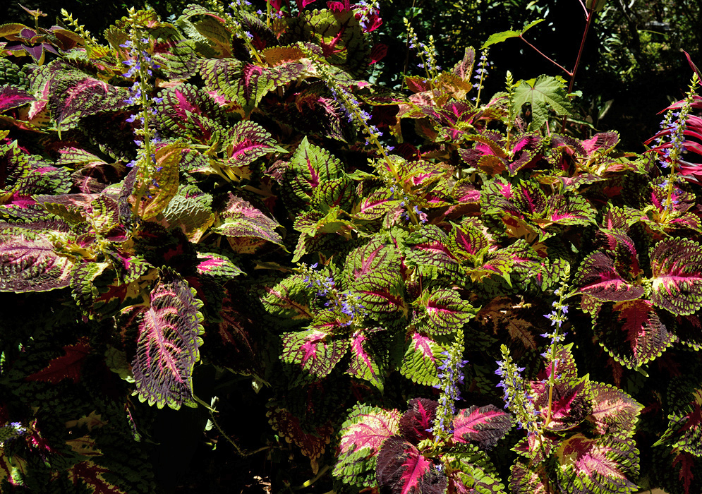  A vibrant cluster of Coleus scutellarioides plants with multicolored leaves in vivid shades of green, magenta, and burgundy, topped by vertical spikes of small purple-blue flowers
