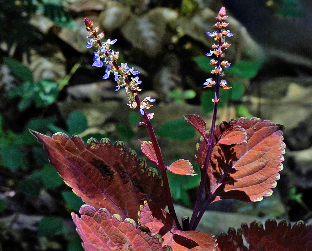 A close-up of Coleus scutellarioides with rich red-maroon leaves and two vertical flower spikes displaying delicate lavender and white blooms
