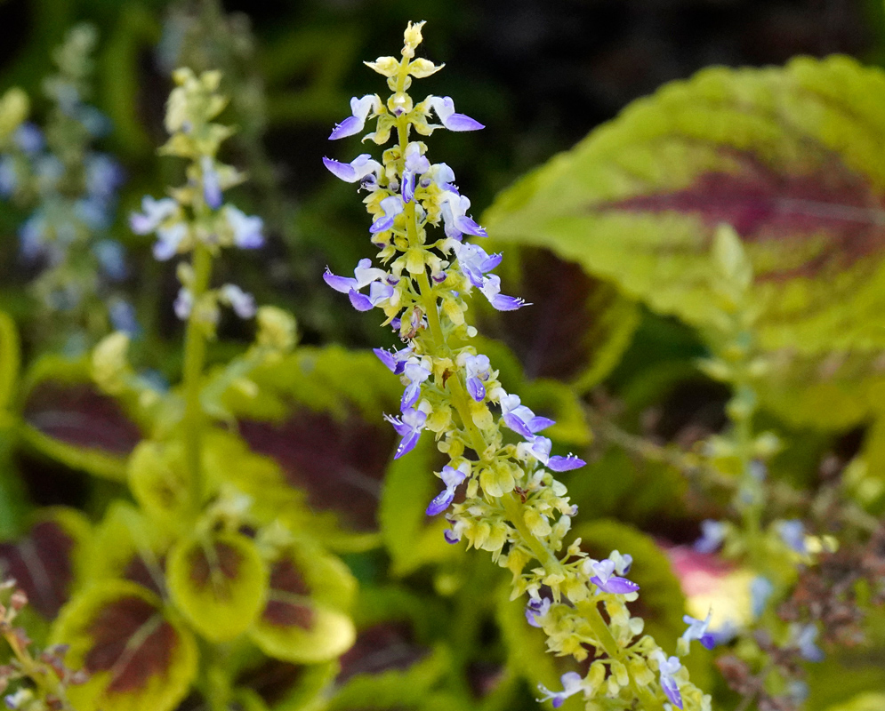 A close-up of a Coleus scutellarioides flower spike, showing delicate purple and white blossoms standing above reddish-maroon leaves with scalloped edges