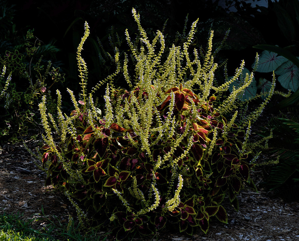 A dense bush of Coleus scutellarioides in full bloom, with long upright spikes of tiny pale bluish flowers rising above richly colored foliage in shades of red, green, and yellow