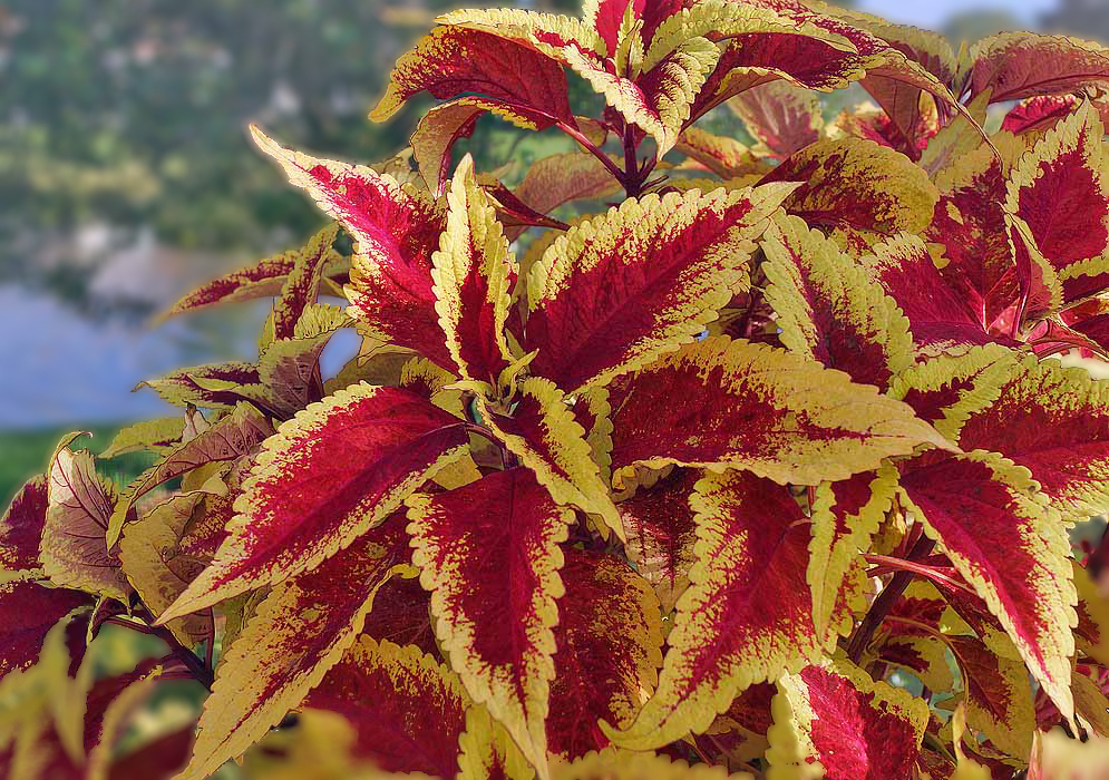 Red and yellow Coleus scutellarioides leaves in sunlight