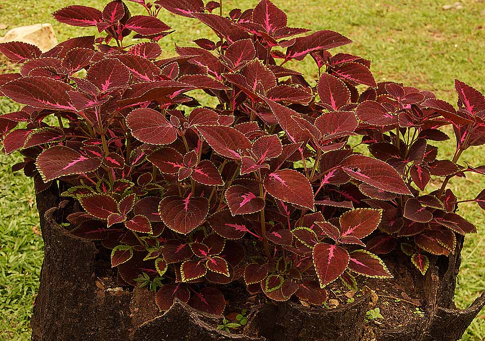 Burgundy and pink Coleus scutellarioides leaves with green borders growing on top of a tree stump