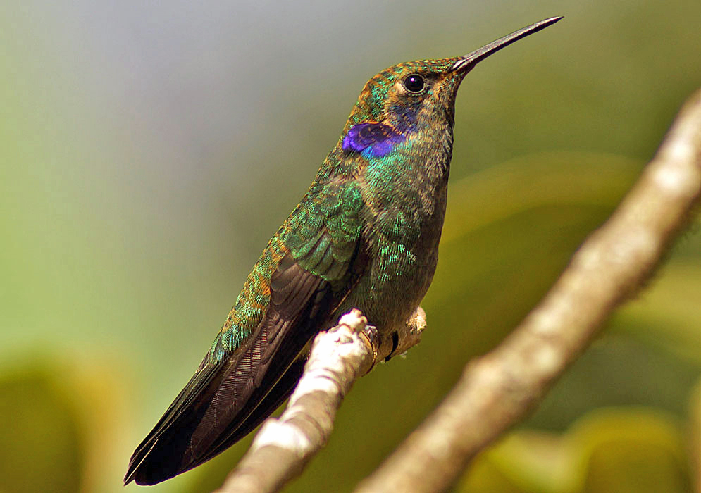 A green and brown Colibri cyanotus cabanidis with a dark blue and purple ear patch on a branch