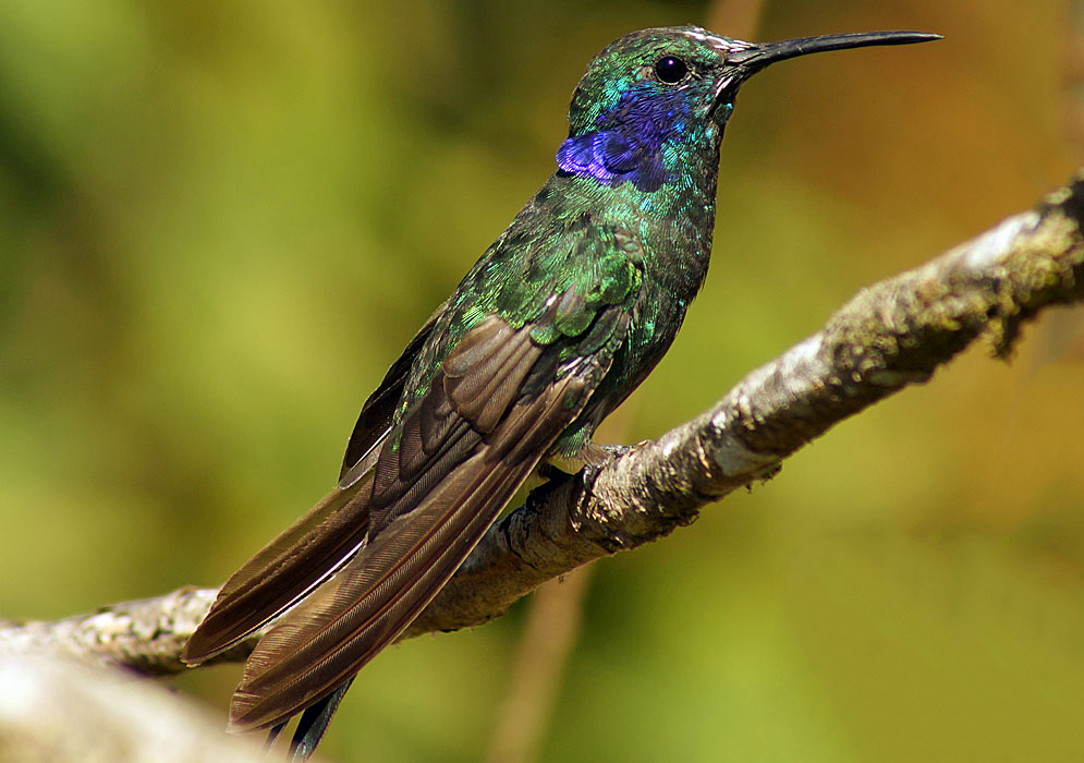 Metallic-blue and green Colibri cyanotus cabanidis with a dark blue and purple ear patch and brown wings