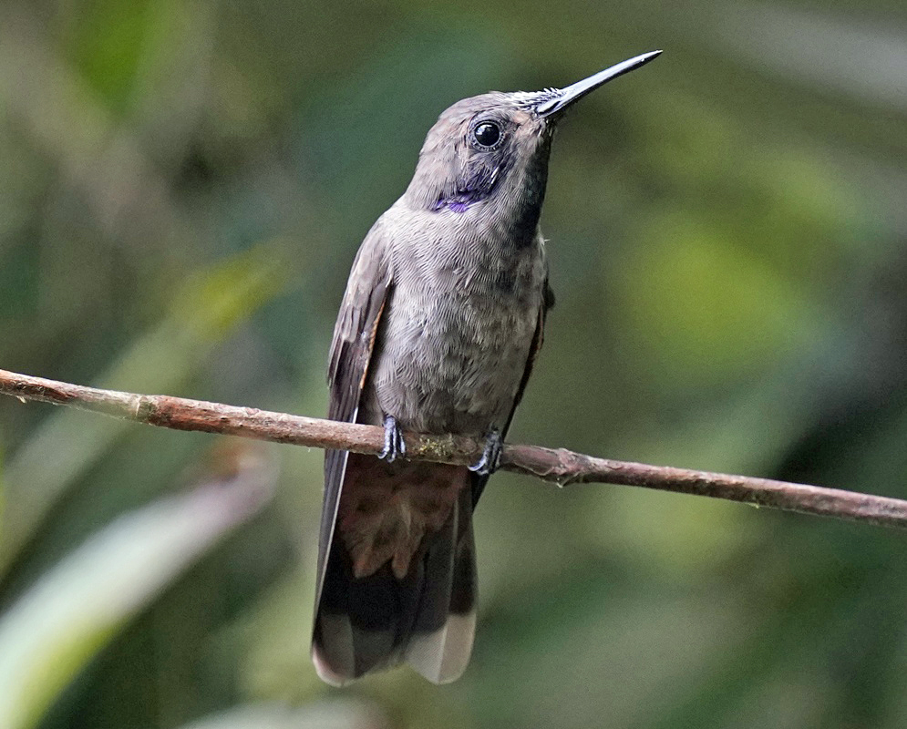 Colibri delphinae Full Body Alternate A Colibri delphinae shown in a full-body view with its plumage and body shape visible from a second distinct angle