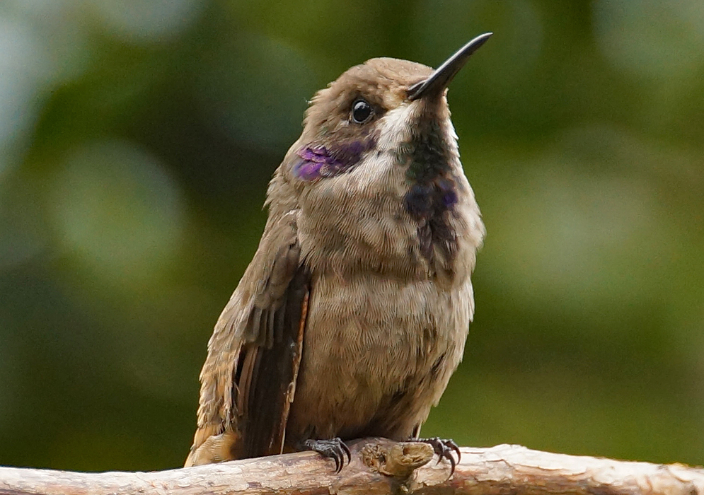 A brown Colibri delphinae with a purple ear patch and a white, green and blue throat