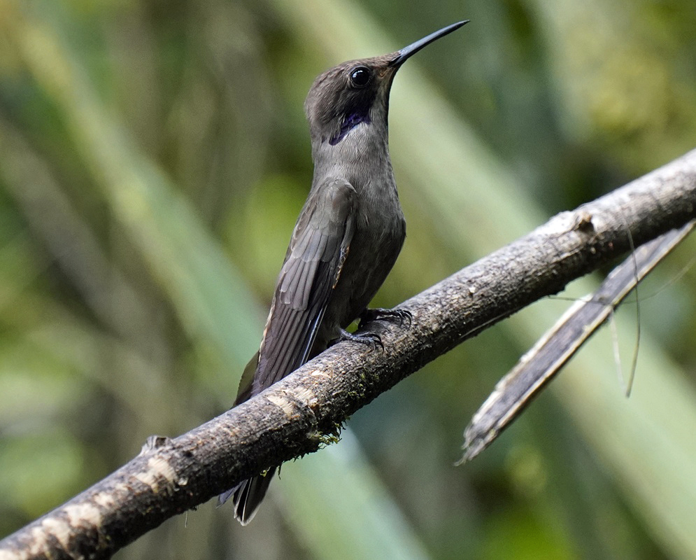 Colibri delphinae Perched Alternate A Colibri delphinae perched with its plumage and characteristic features visible from a second distinct angle