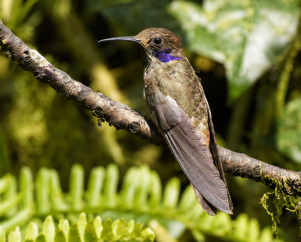 Colibri delphinae Purple Throat A Colibri delphinae perched with its purple throat and iridescent plumage clearly visible