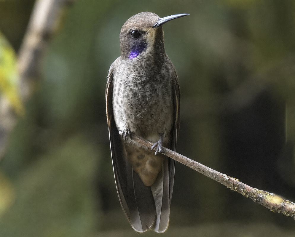 Colibri delphinae Side View A Colibri delphinae perched in profile with its side plumage and bill visible