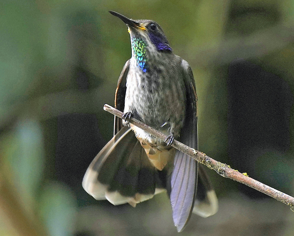 Colibri delphinae Tail Display A Colibri delphinae perched while displaying its extended tail feathers
