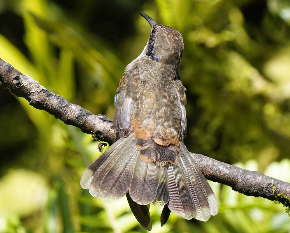 Colibri delphinae Tail Fanned A Colibri delphinae perched with its tail fanned and body plumage visible