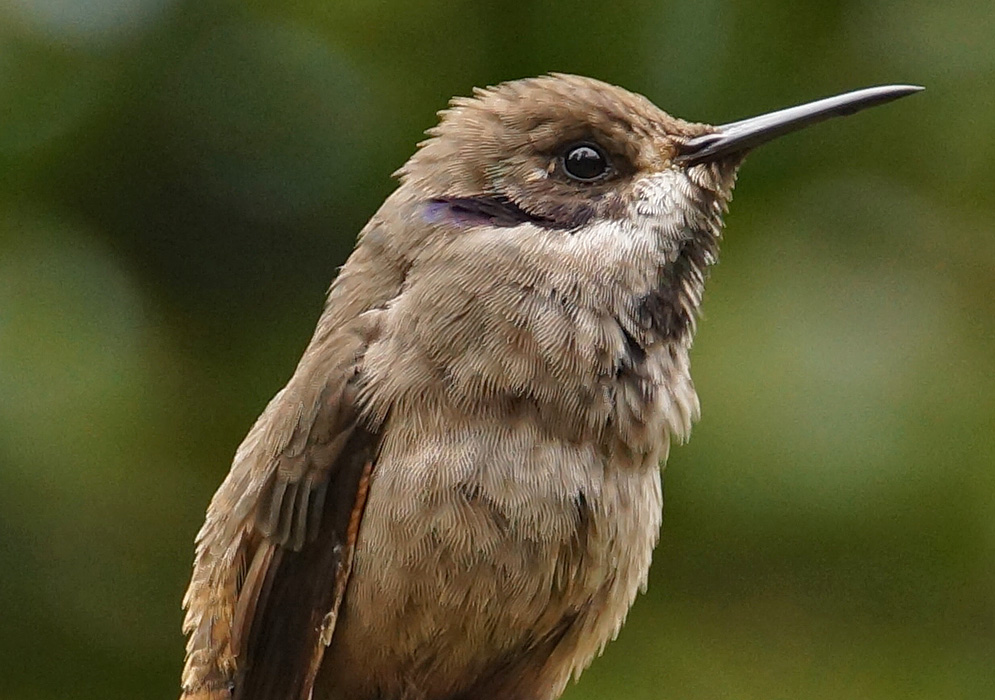 A brown Colibri delphinae with a purple and white ear patch 