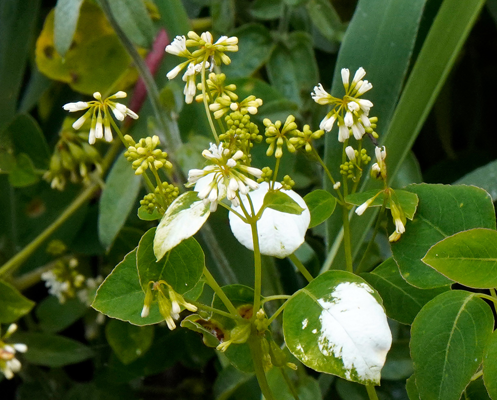 Colignonia parviflora with clusters of small white tubular flowers and green leaves marked by distinctive white patches