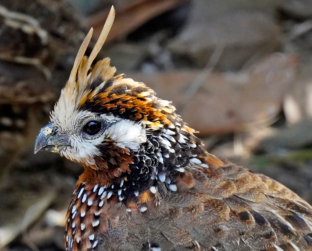 Colinus cristatus Head Close-up of Colinus cristatus showing its brown-and-white crest, dark eye, speckled chest, and finely patterned feathers on the head and neck