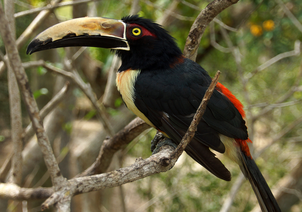 Pteroglossus torquatus colored black, red, orange and yellow