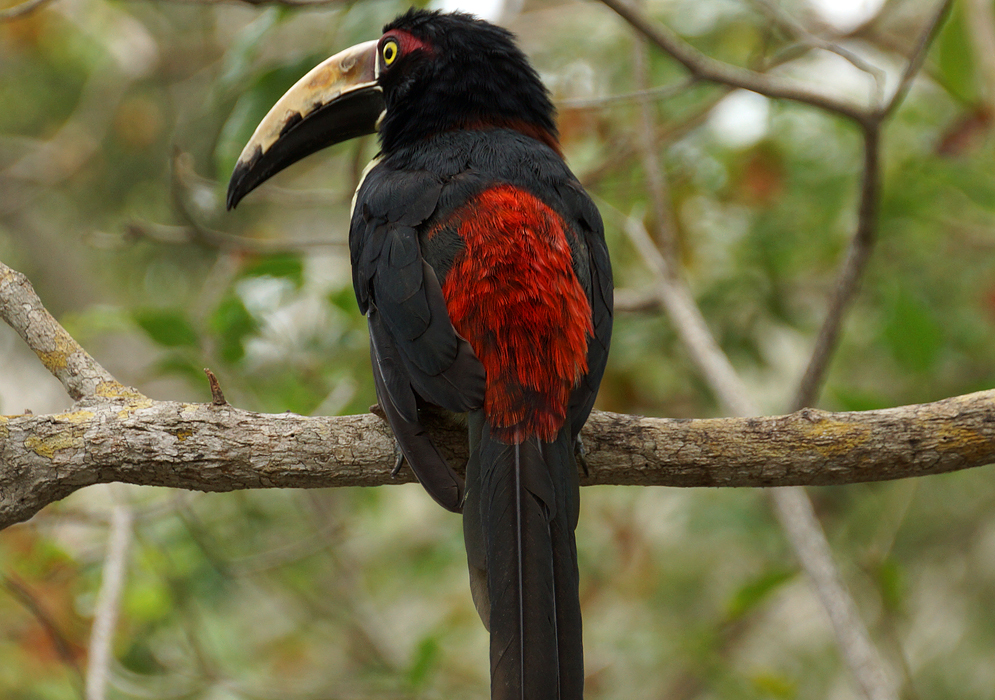 The black and red back of a Pteroglossus torquatus 
