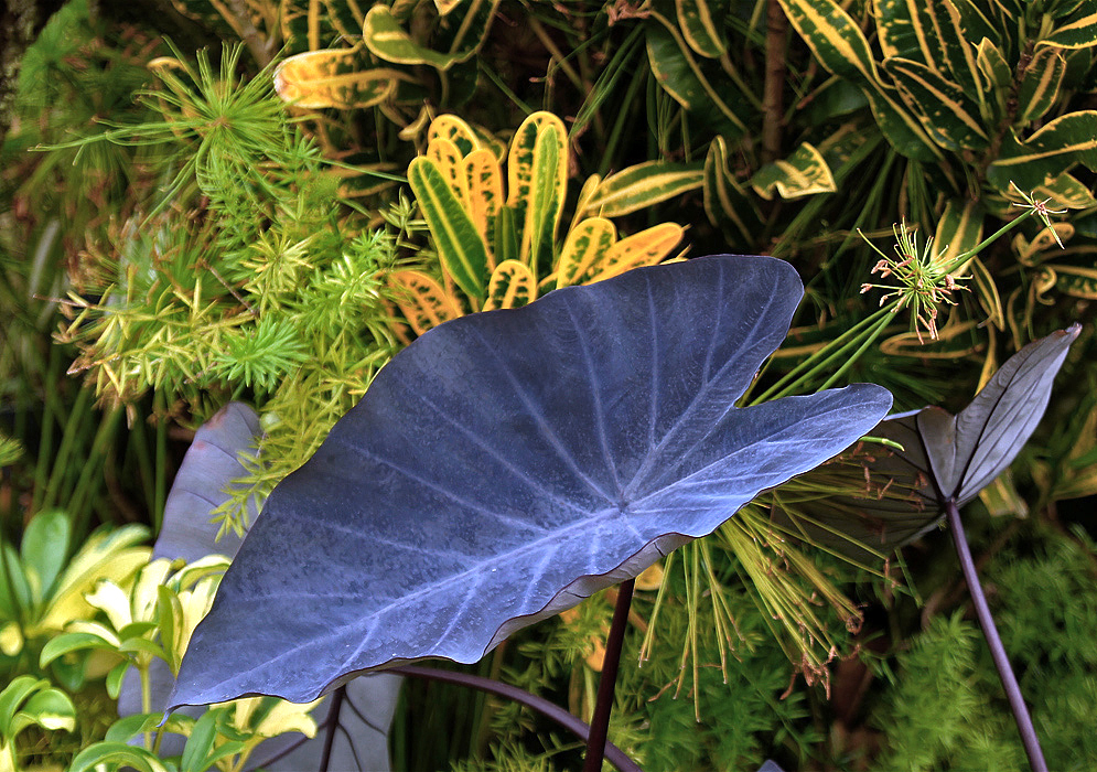 One black Colocasia esculenta leaf with colorful green and yellow leaves of different shapes in the background