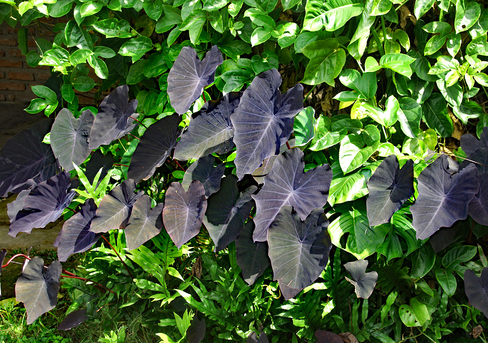 Large black leaves in front of small green leaves 