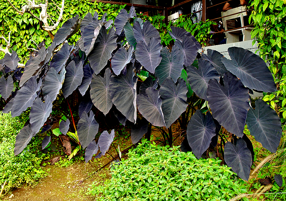 Dark large leaf Colocasia esculenta plants