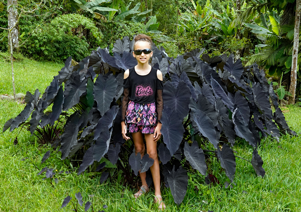 Colocasia esculenta With Large Purple Leaves A young girl in sunglasses stands in front of a dense cluster of Colocasia esculenta plants, featuring large, dark purple heart-shaped leaves that contrast against the surrounding tropical greenery
