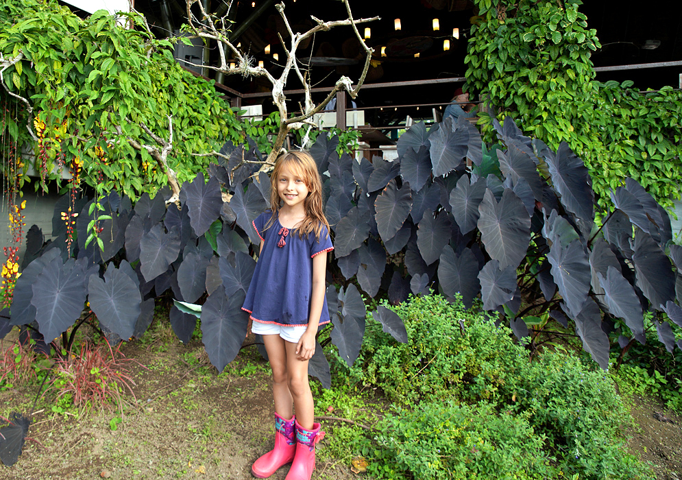 A beautiful girl posing in front of Colocasia esculenta plants