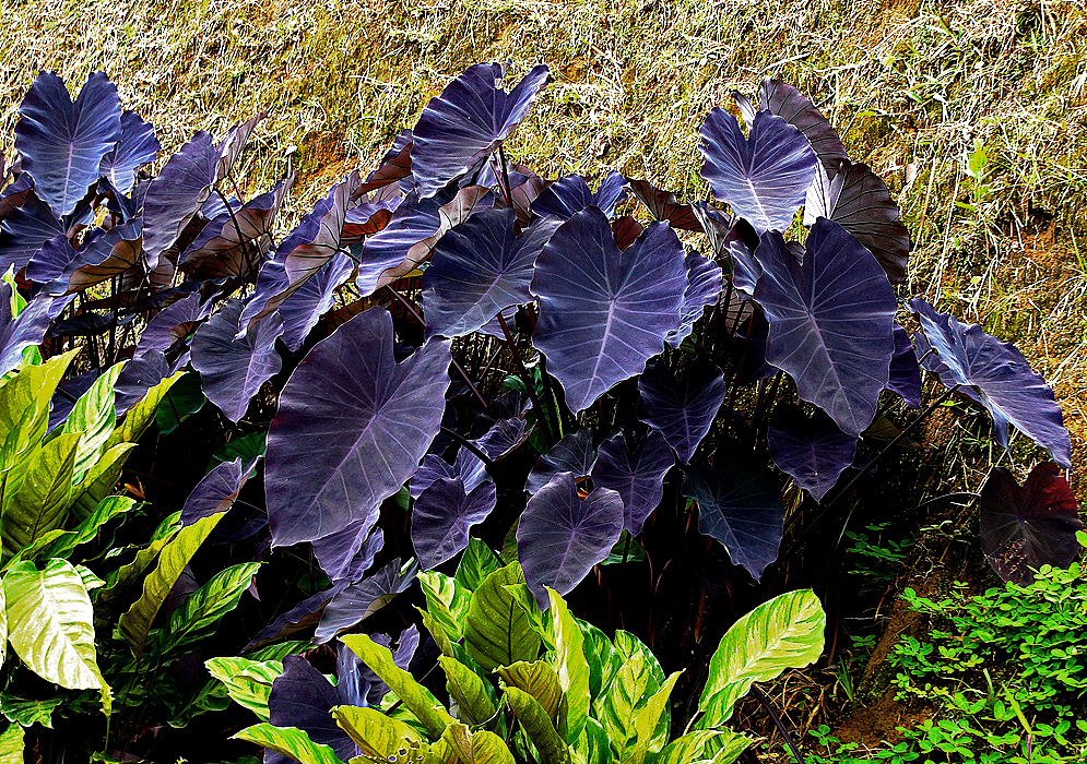 Black leaf Colocasia esculenta plants in between green leaves and grass