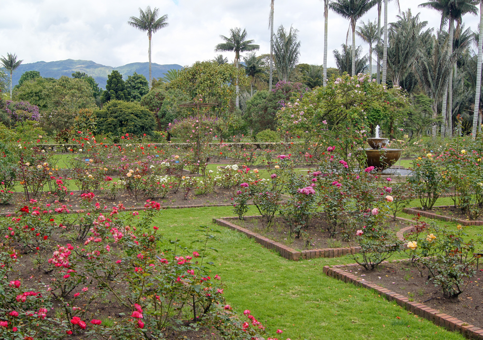 A rose garden with green grass pathways and a water fountain surrounded by palms and flowering trees