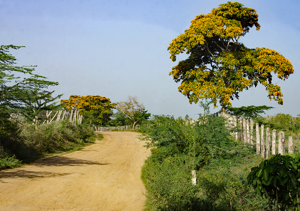 Dirt road and blue skies two large trees blooming with yellow flowers