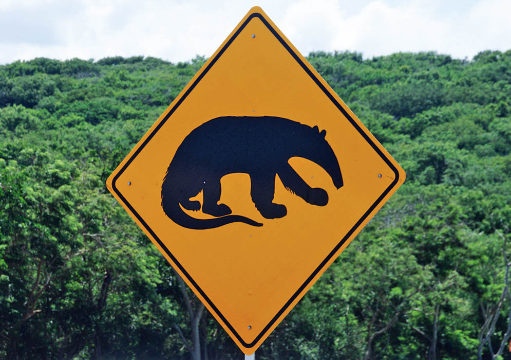 Colombian road sign warning of tree anteaters