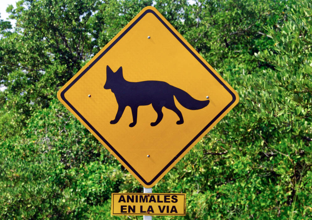 Colombian road sign warning of foxes on highway