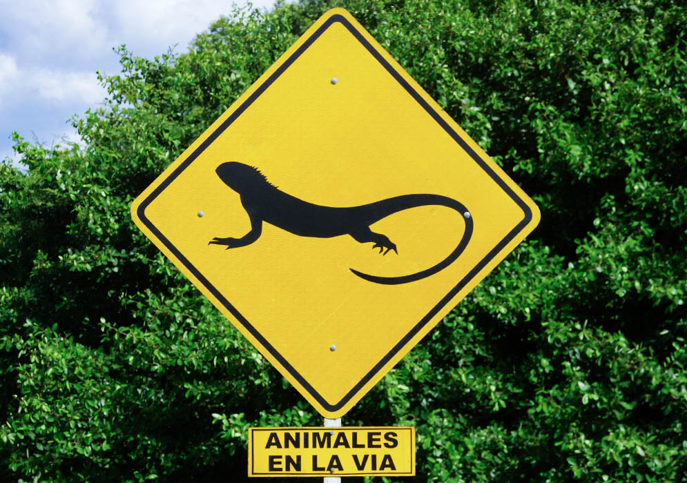 Colombian road sign warning of lizards on highway